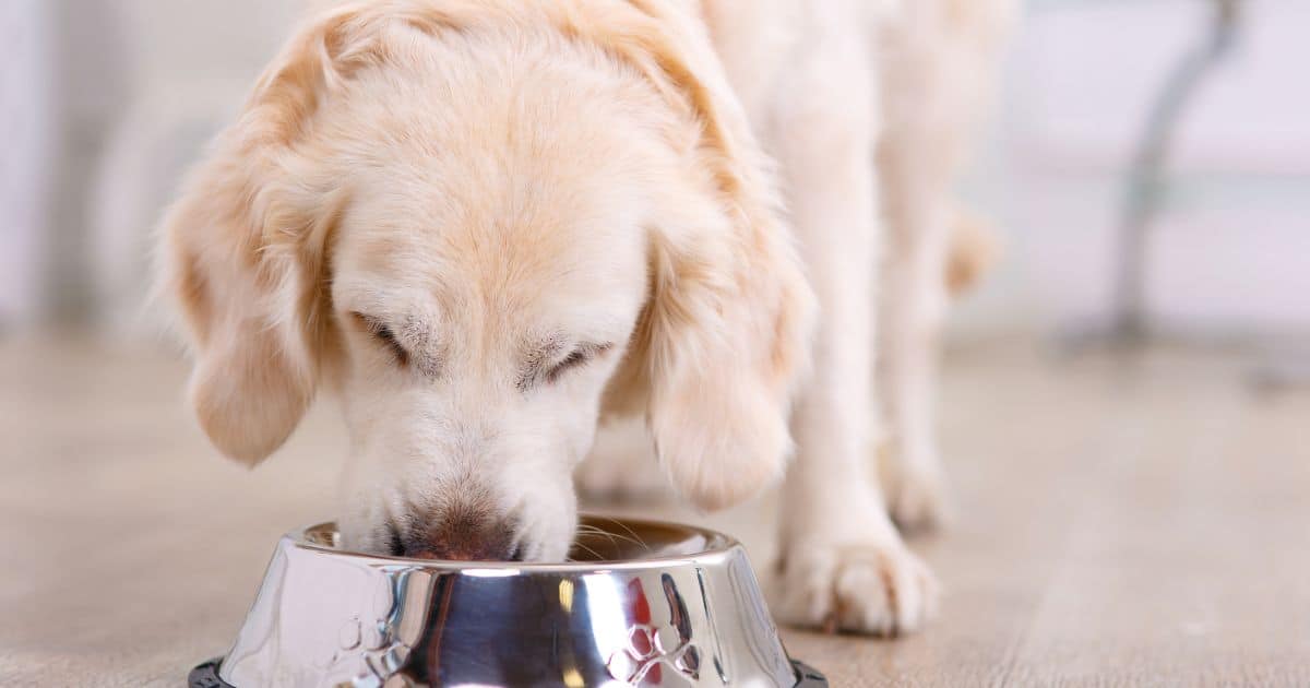 Can Dogs Eat Anchovies as a Treat? Best Guide