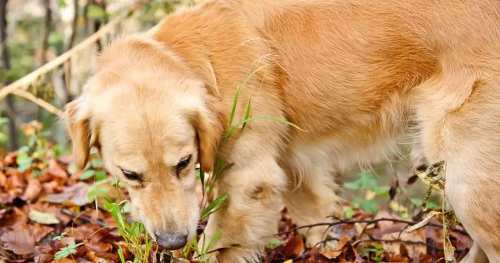 Can Dogs Eat Ants? Ants: Safe or Dangerous for Dogs?