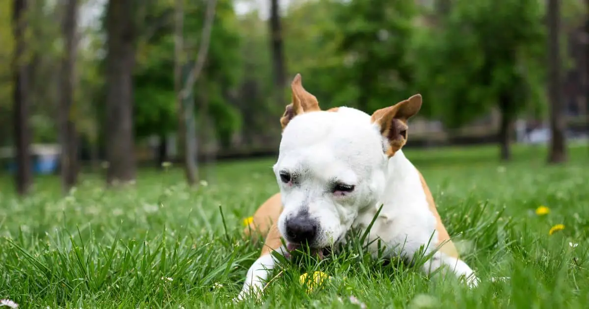 Can Dogs Eat Ants? Discover the Surprising Answer Here Best Guide