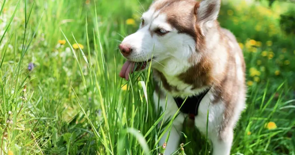 Can Dogs Eat Ants? Preventing Dogs from Eating Ants