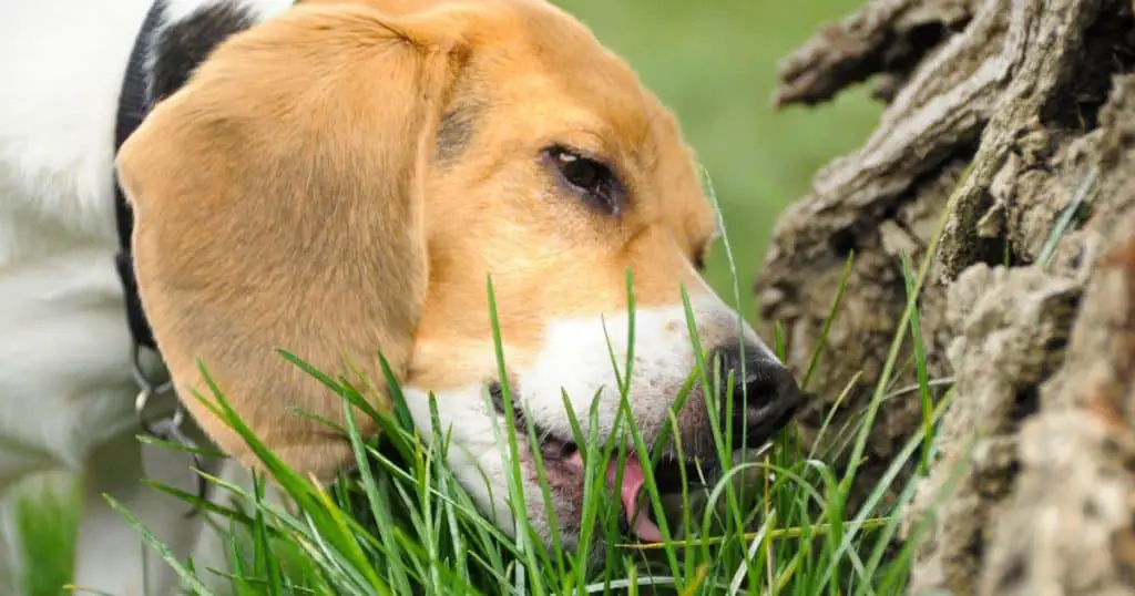 Can Dogs Eat Ants? What Happens if a Dog Eats Ants?