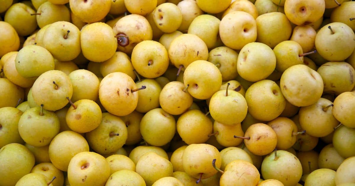 Can Dogs Eat Asian Pears? Best Guide