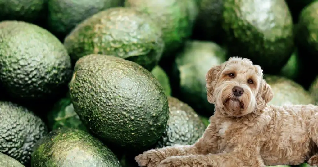 Can Dogs Eat Avocado?