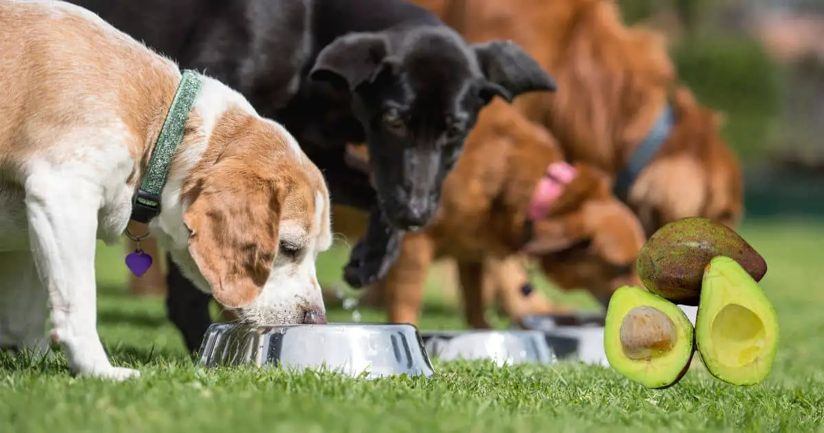Can Dogs Eat Avocado? Best Guide
