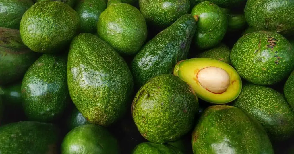 Canine Allergies to Avocados