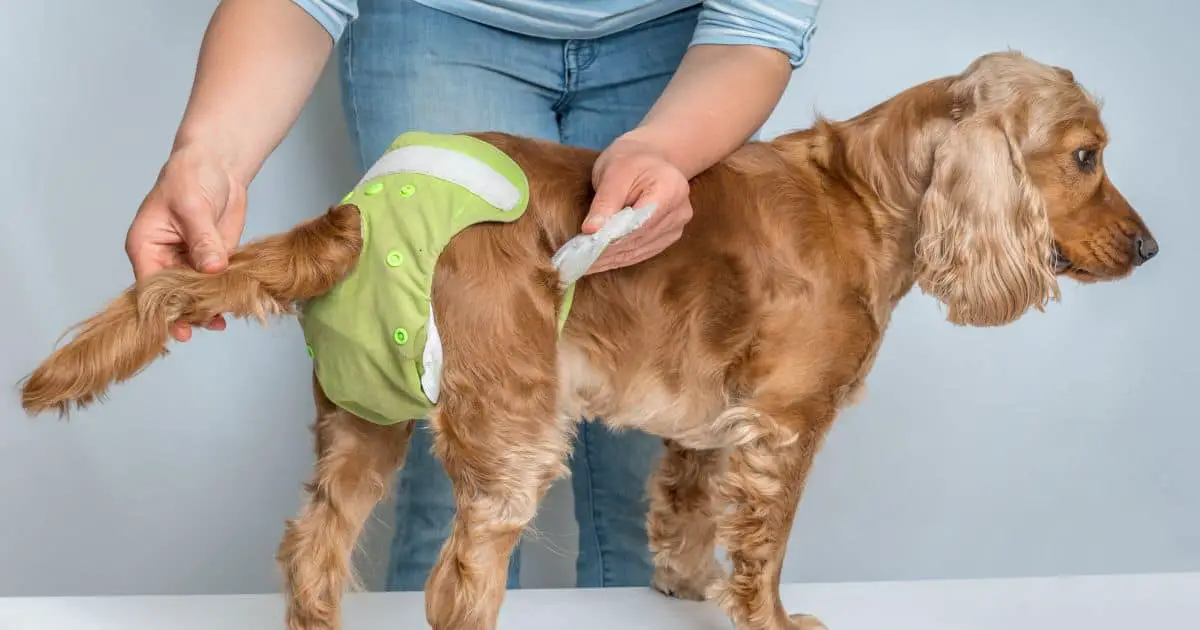 Best 5 Diapers for Dogs with Incontinence: Keep Your Pup Comfortable!