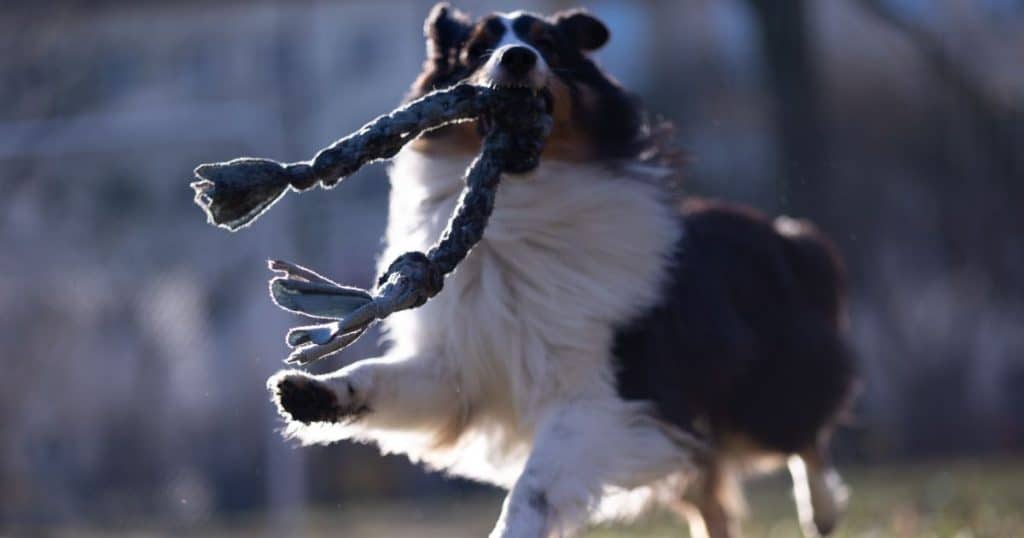 Ensuring a Healthy Growth for Your Shetland Sheepdog