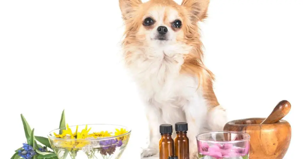 Essential Nutrients for Fluffy Dogs