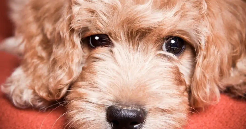 F1B Goldendoodle Health and Care