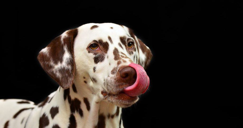 FAQs About 101 Dalmatians Dog Names for Girls