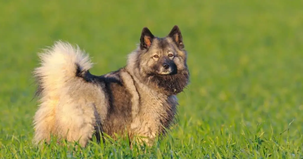 Factors Affecting Keeshond Growth