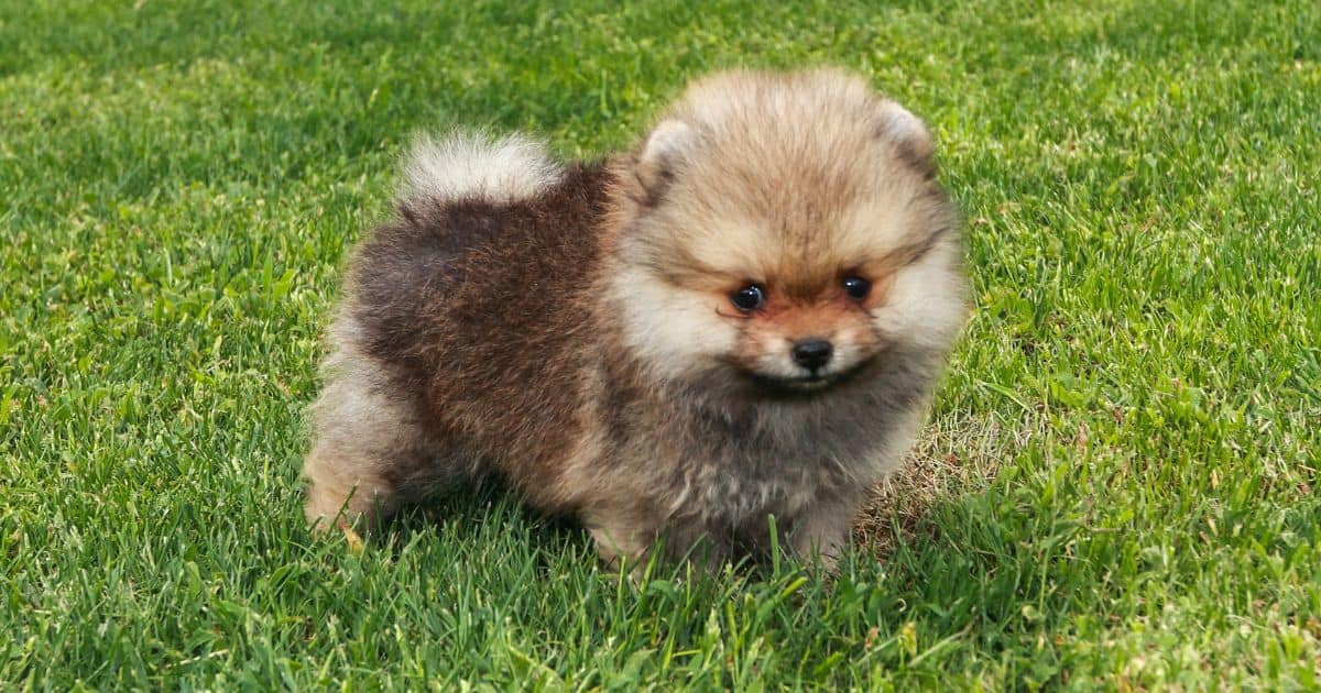 Pomeranian Growth Chart Best Guide To Track Your Pup's Development