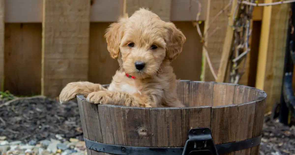 How Big Is a Mini Goldendoodle? A Comprehensive Guide to Their Size
