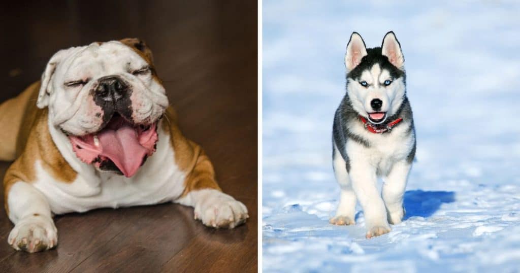How Much Does Having Bulldog Husky Mix Breed Dog Cost?