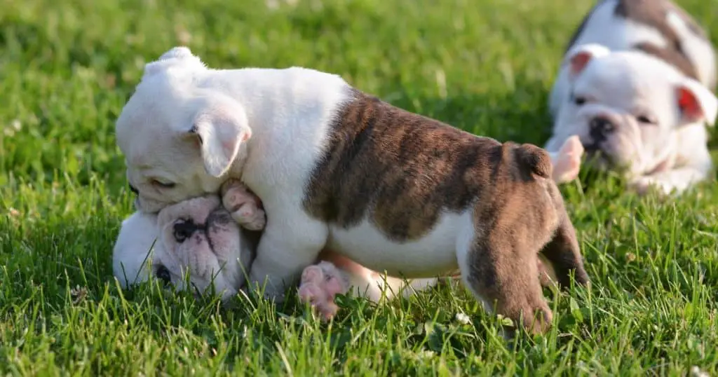 How to Stop English Bulldog Puppy Biting And Growling - INTIMG