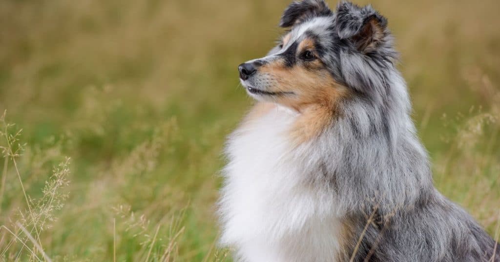 Interpreting the Shetland Sheepdog Growth Chart