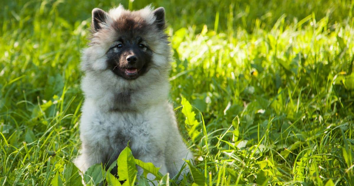 Keeshond Growth Chart: Weight and Height by Age