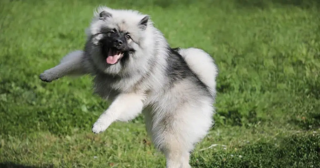 Keeshond Overview