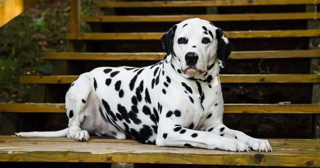 Lifespan of a Dalmatian - Common Health Issues in Dalmatians