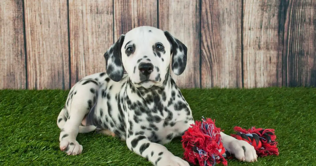 Lifespan of a Dalmatian: How Long Do These Spotted Dogs Typically Live? Best Guide