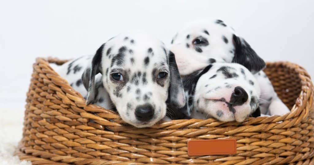 Lifespan of a Dalmatian - How to Increase the Lifespan of Your Dalmatian