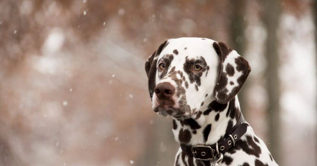 Lifespan of a Dalmatian - Origins and Characteristics