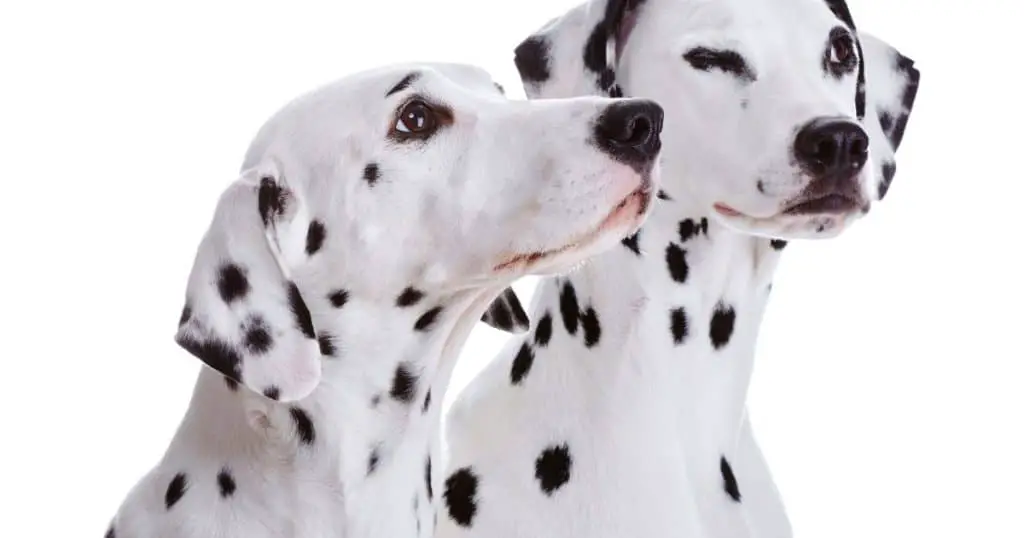 Naming the 101 Dalmatians Mom and Dad Dog Names