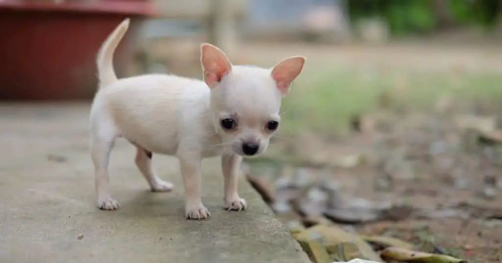 Nutritional Requirements for Chihuahuas