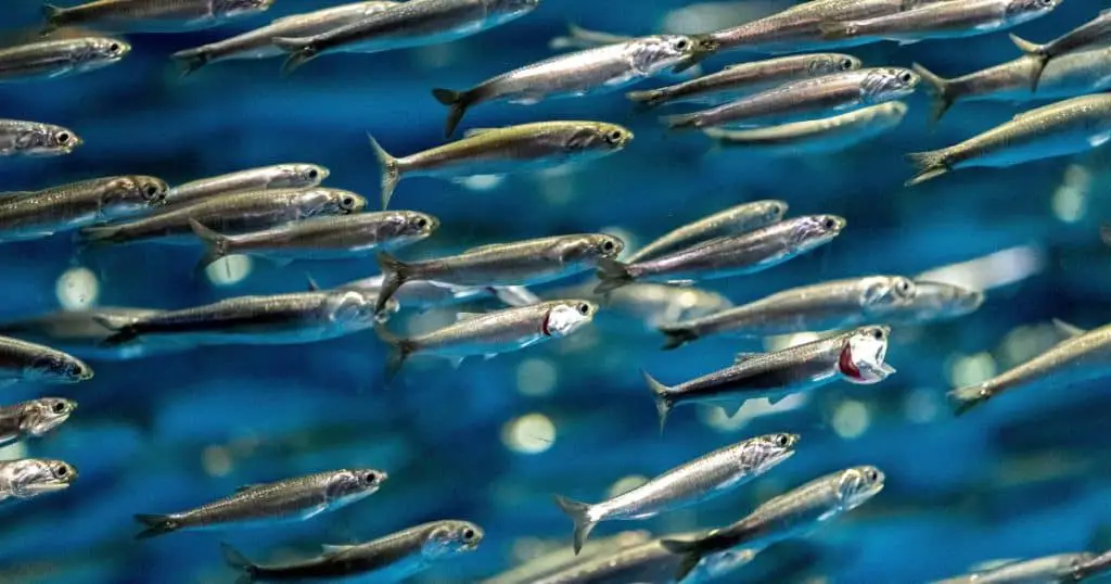 Nutritional Value of Anchovy