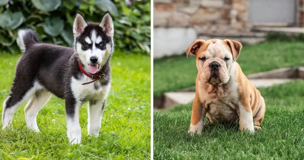 Physical Characteristics of Bulldog and Husky Mix Breed Dog