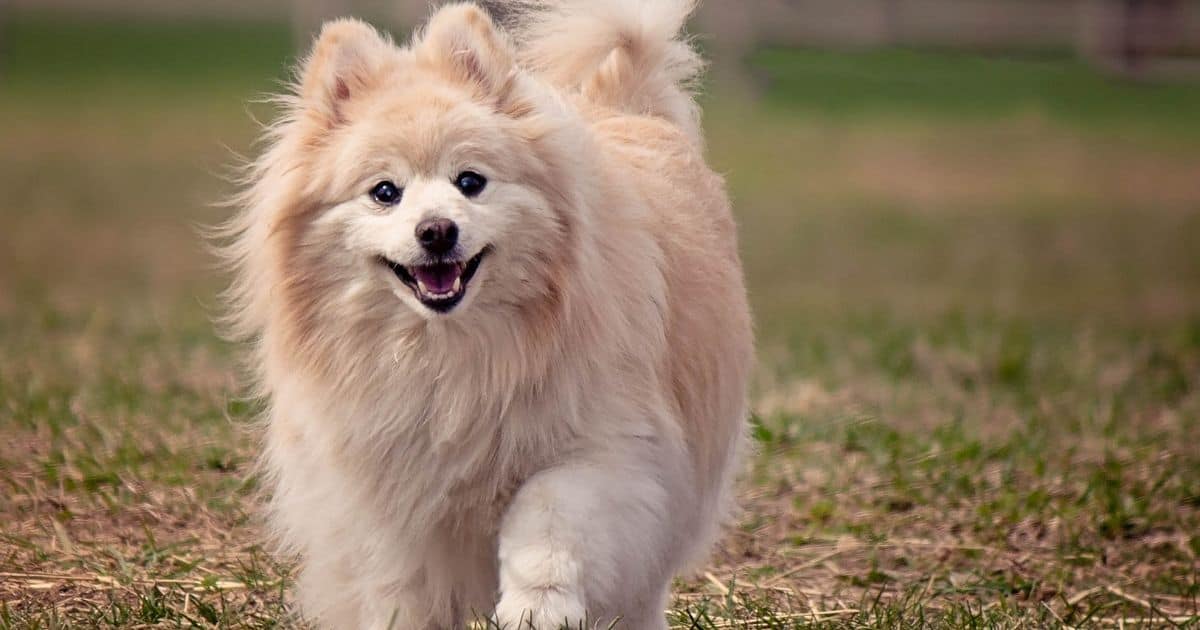 Pomeranian Growth Chart: Best Guide to Track Your Pup’s Development