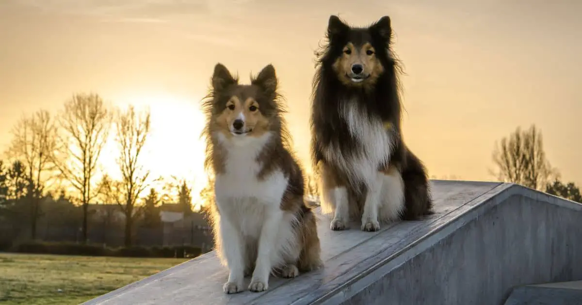 Shetland Sheepdog Growth Chart: Best Guide for Your Pup’s Progress