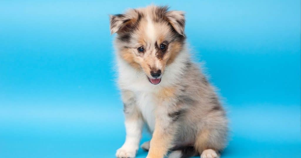 Shetland Sheepdog Growth Chart: Shetland Sheepdog Growth Stages