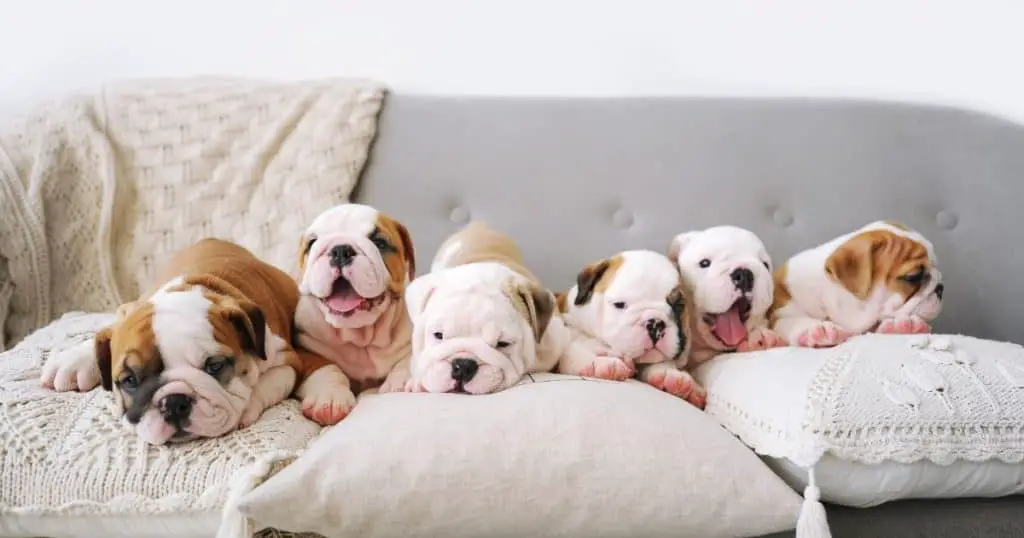Some More Tips for Your English Bulldog Puppy Biting And Growling - INTIMG