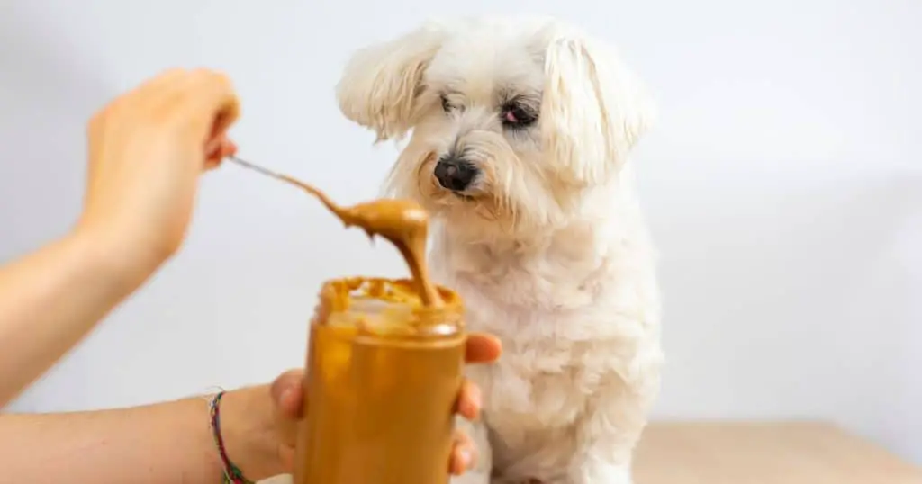 Symptoms of Peanut Butter Allergy in Dogs