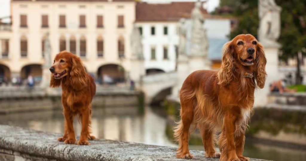 The Lifespan of English Cocker Spaniel - Care for an Aging English Cocker Spaniel