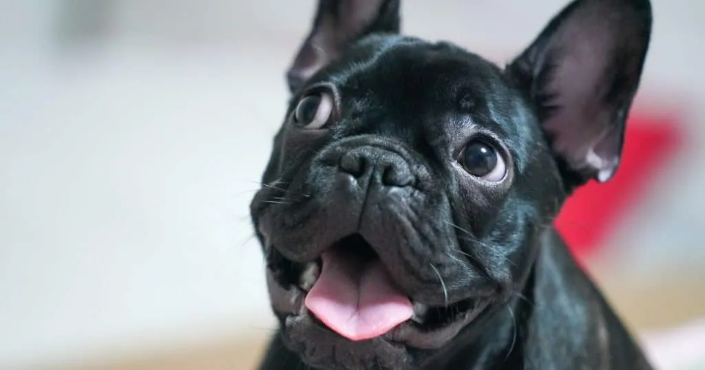 Though black French bulldogs are not real