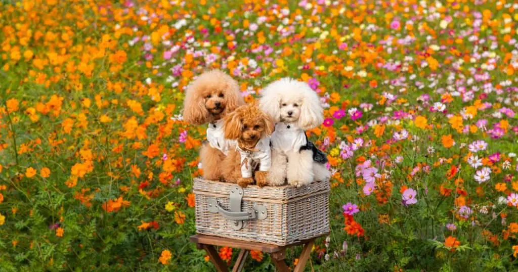Toy Poodle Temperament - The Personality of a Toy Poodle