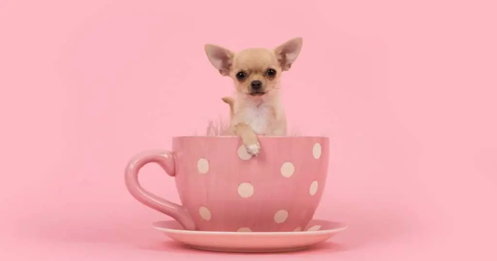Types of Dog Food for Chihuahuas