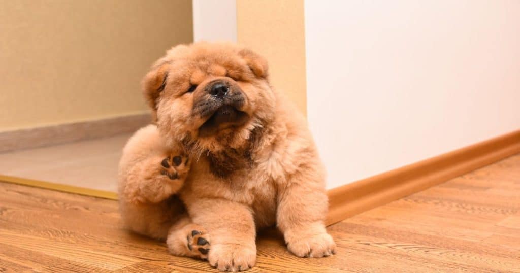 What is a Chow Chow Growth Chart?