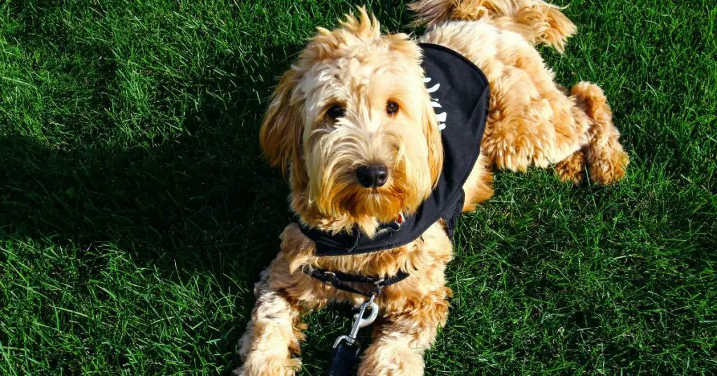 What is a F1B Goldendoodle?