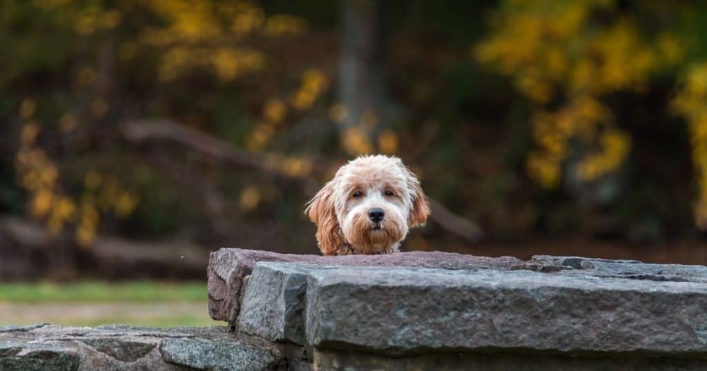 What is a Mini Goldendoodle?