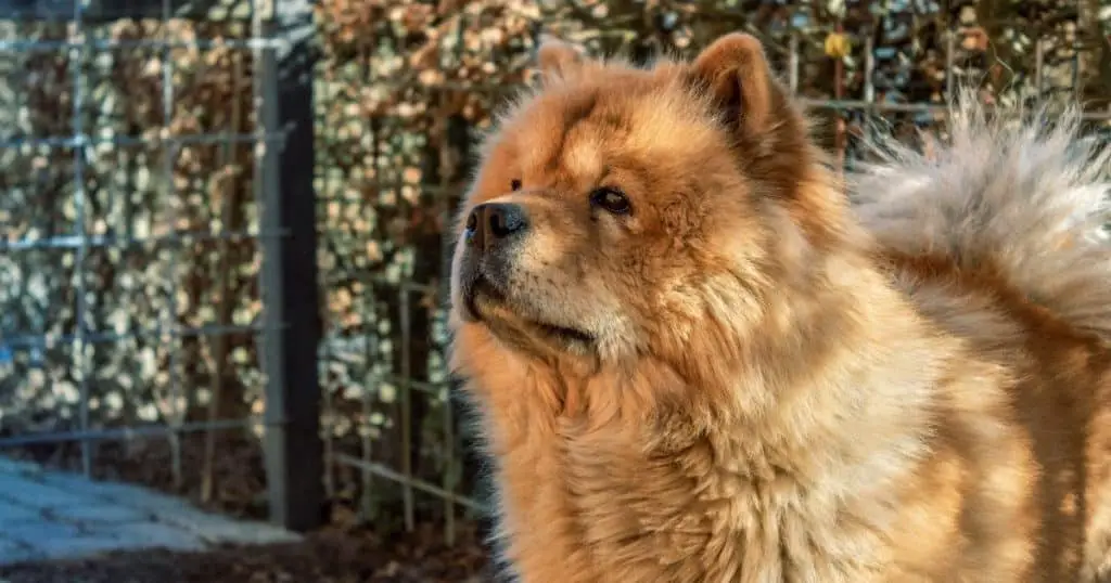 Why is a Chow Chow Growth Chart Important?