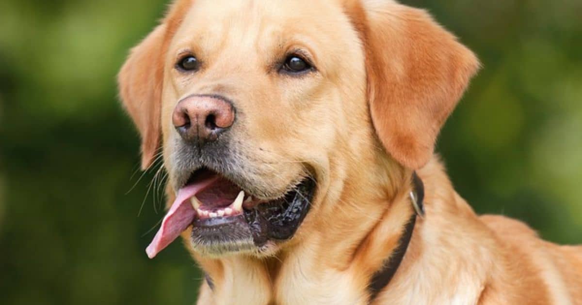 7 Fun Rewards For Your Dog After A Pet Show
