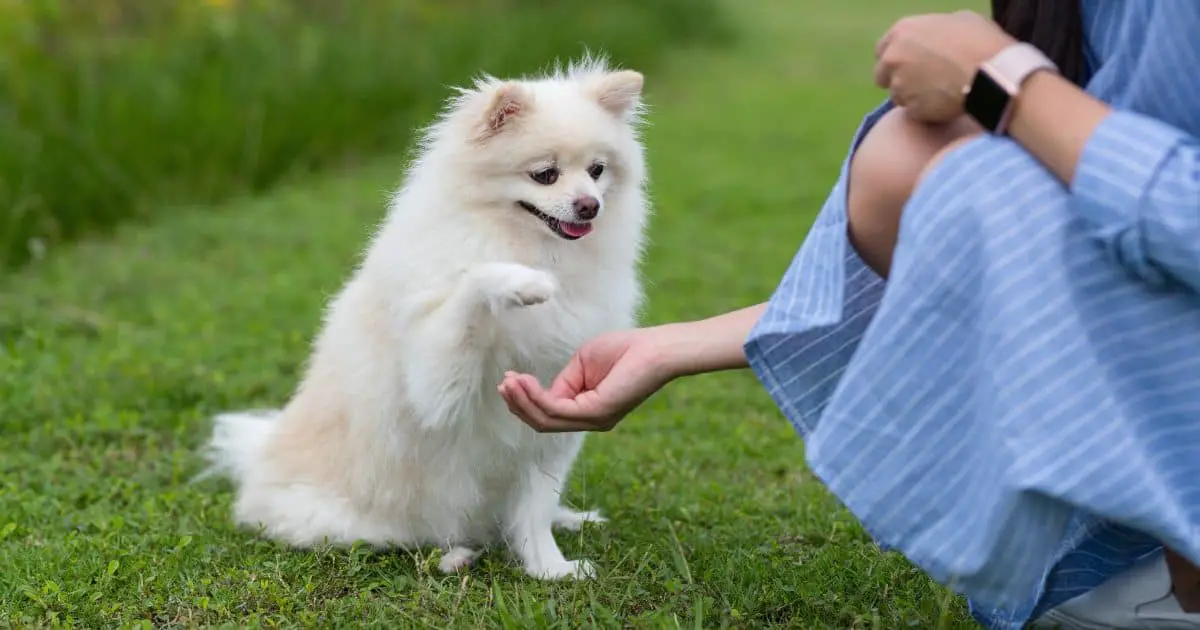 Best Tips On How to Train Your Fluffy Dog: Advice from a Pro!