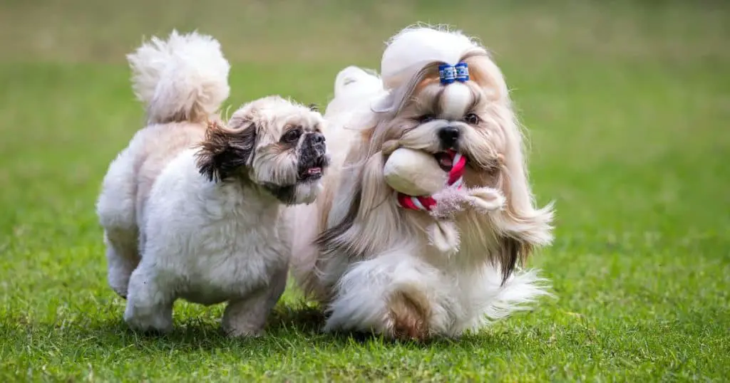 Shih Tzu - How to train your Fluffy Dog