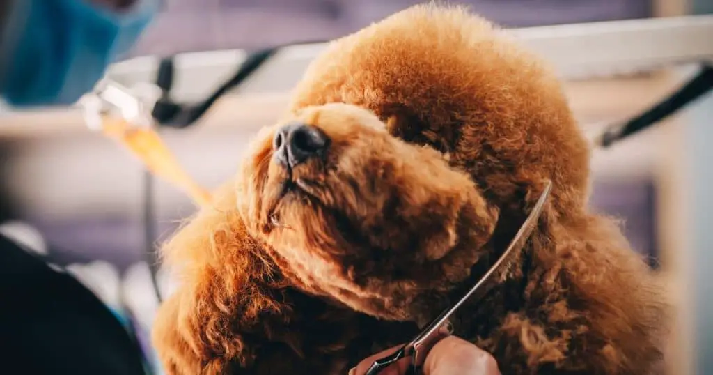 Expert Tips for a Perfect Finish - How to Groom a Fluffy Dog
