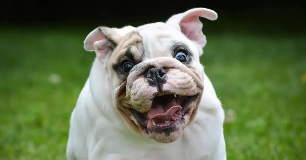 How Long Do English Bulldogs Bleed When In Heat? - 2 Best Ways to Manage Heat Cycle