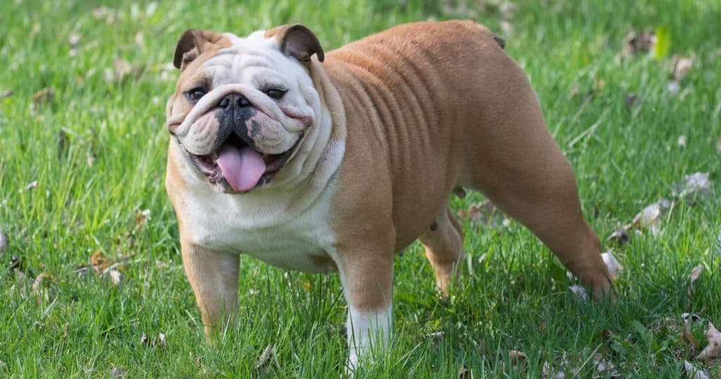 How Long Do English Bulldogs Bleed When in Heat?