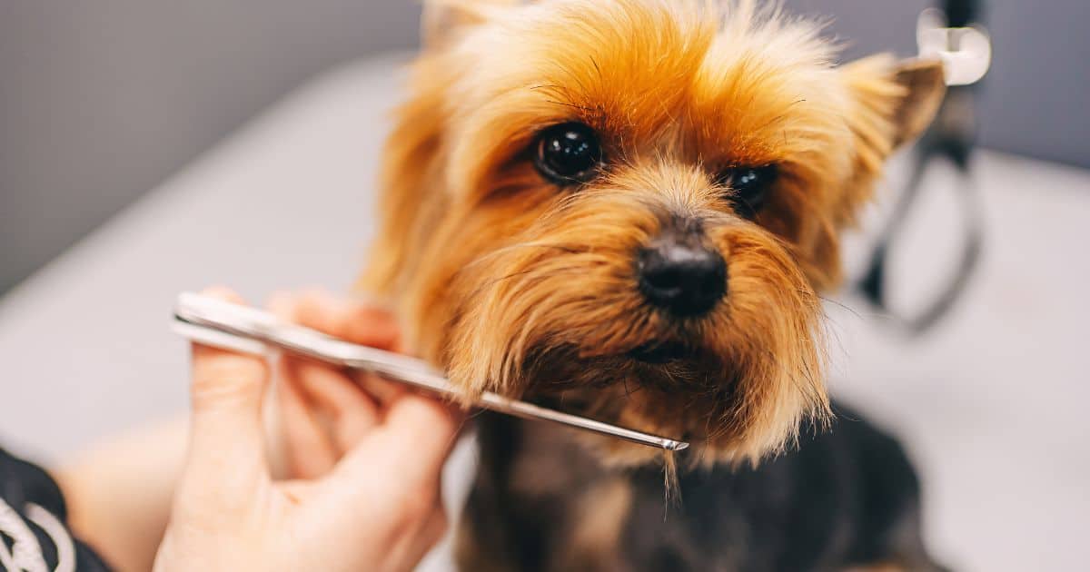 How to Groom a Fluffy Dog: 5 Best Pro Tips from an Expert Groomer!